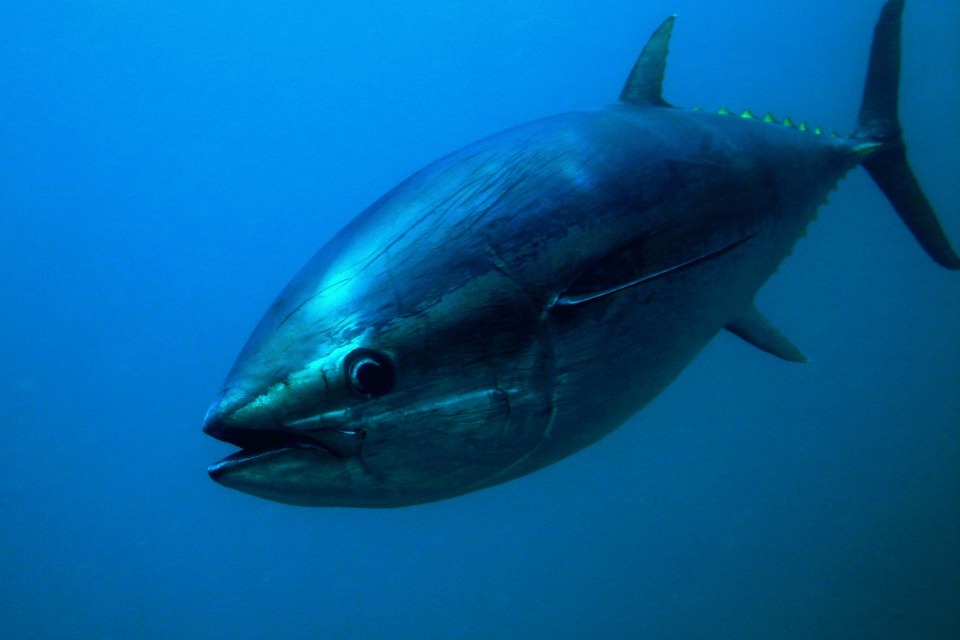 Atlantic bluefin tuna, Thunnus thynnus, swimming in open water