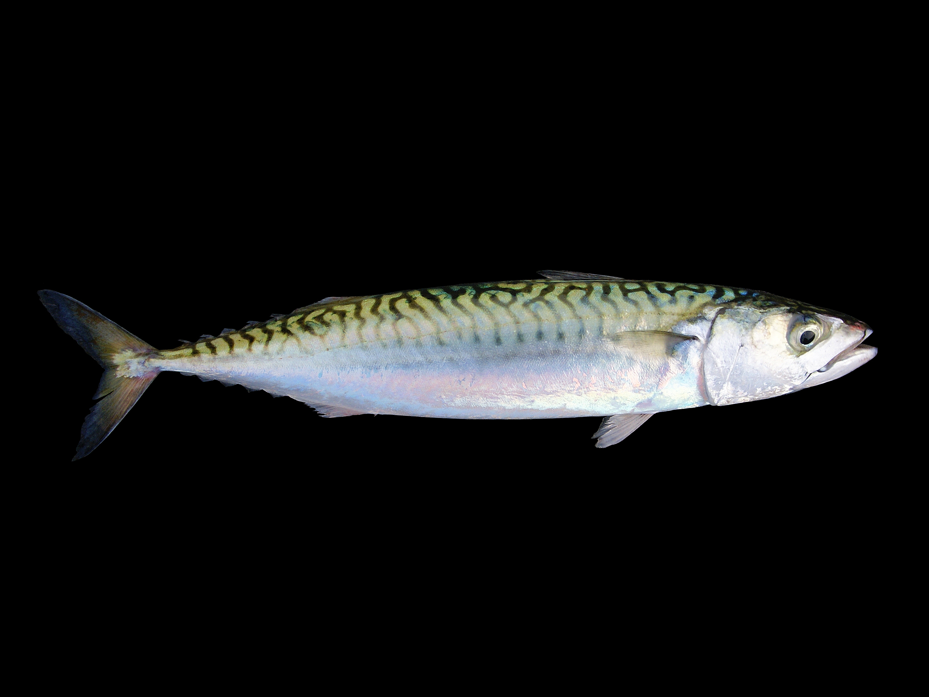 Atlantic mackerel, Scomber scombrus