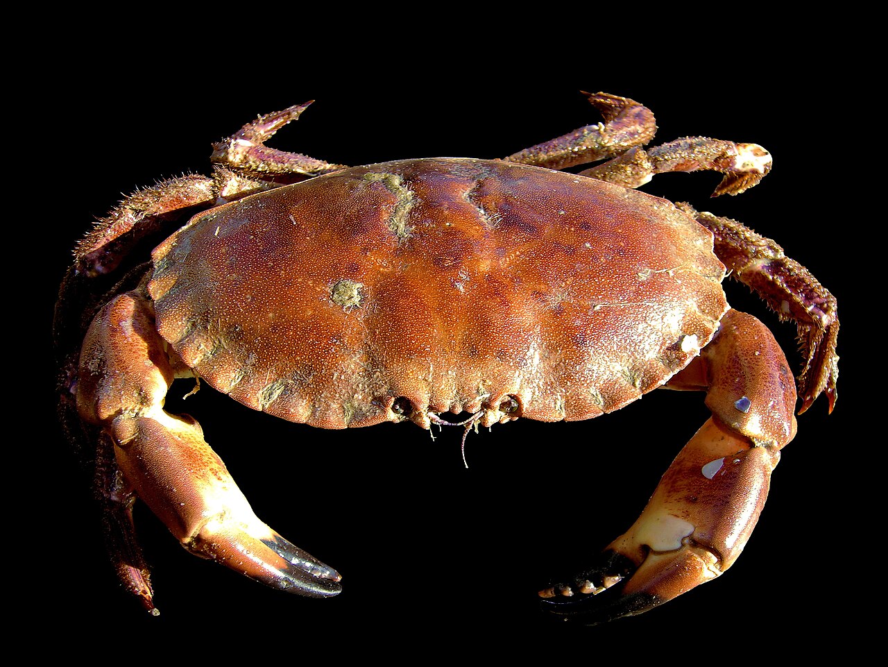 Edible brown crab, Cancer pagurus