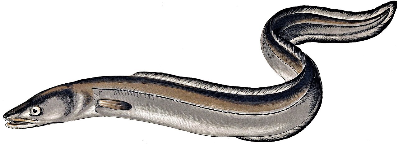 European conger eel, Conger conger