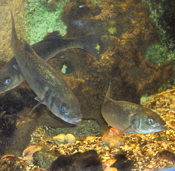 European sea bass, Dicentrarchus labrax