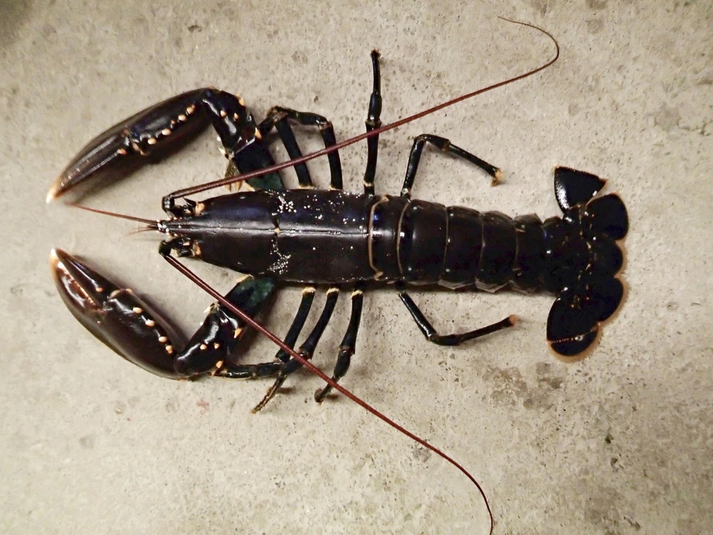European lobster, Homarus gammarus