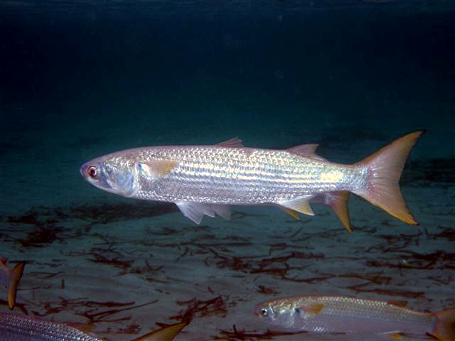 Grey mullet swimming in coastal water
