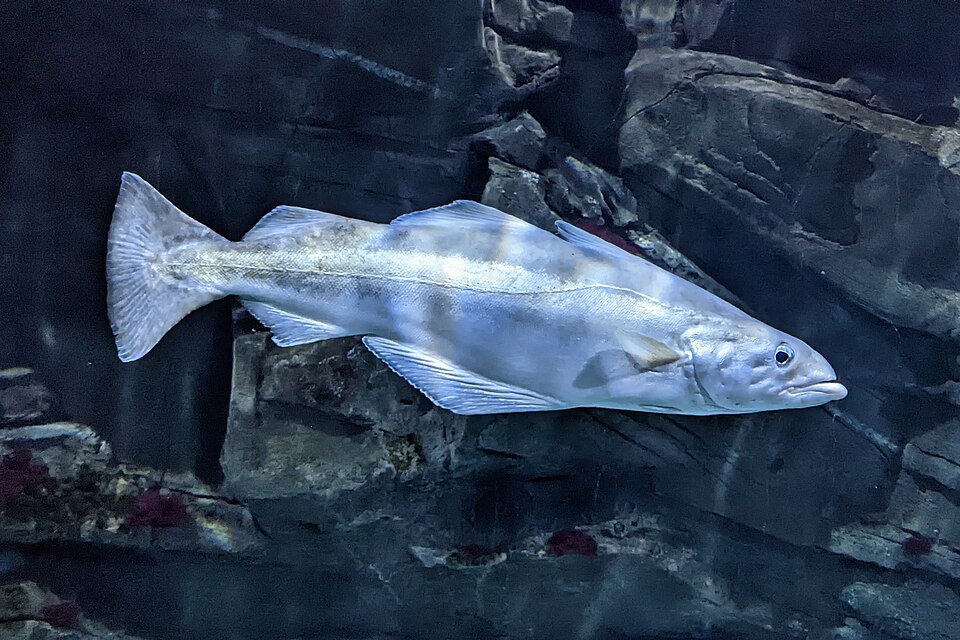 Pollack, Pollachius pollachius, swimming above rocky ground