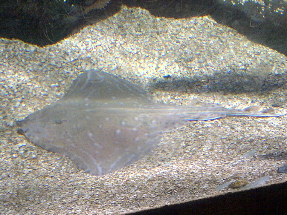 Small-eyed ray, Raja microocellata