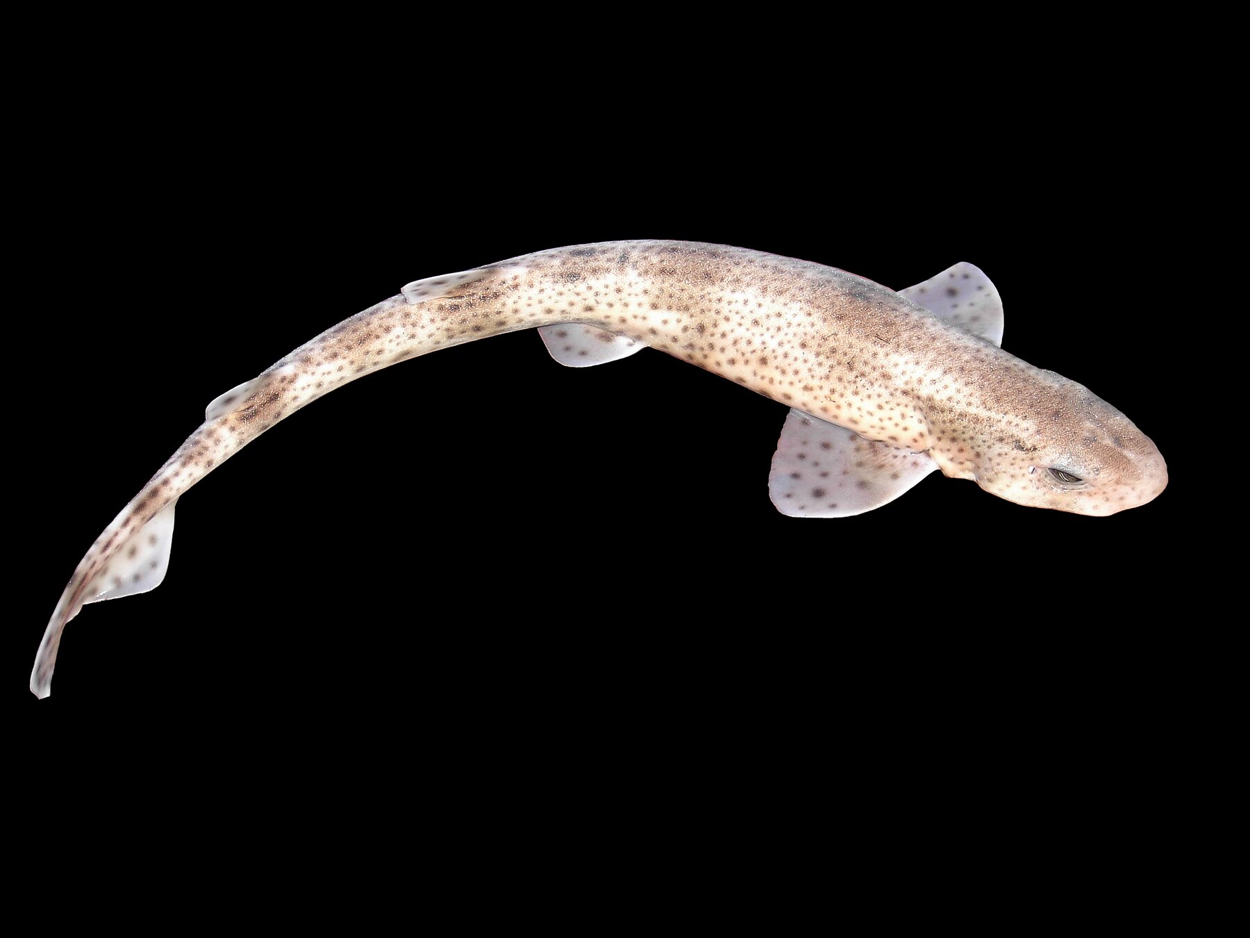 Small-spotted catshark, commonly called dogfish