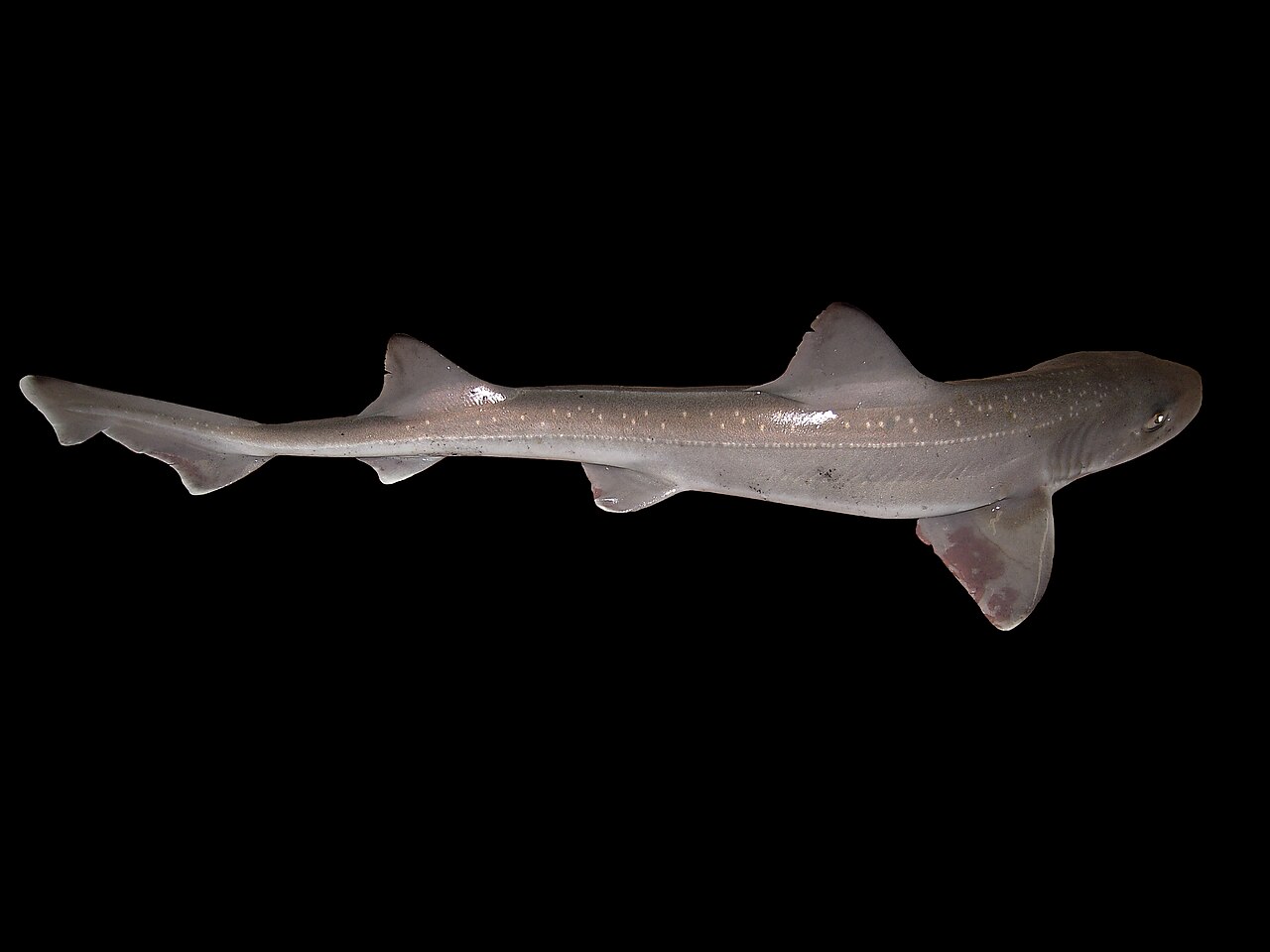 Starry smoothhound, Mustelus asterias