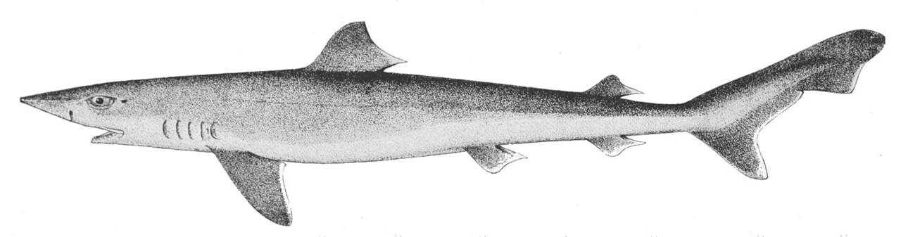 Tope shark, Galeorhinus galeus