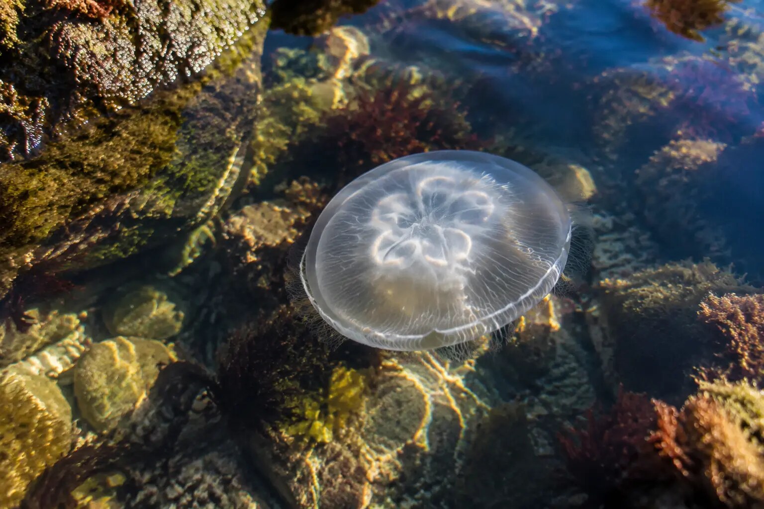 Moon jellyfish drifting in a clear coastal rock pool
