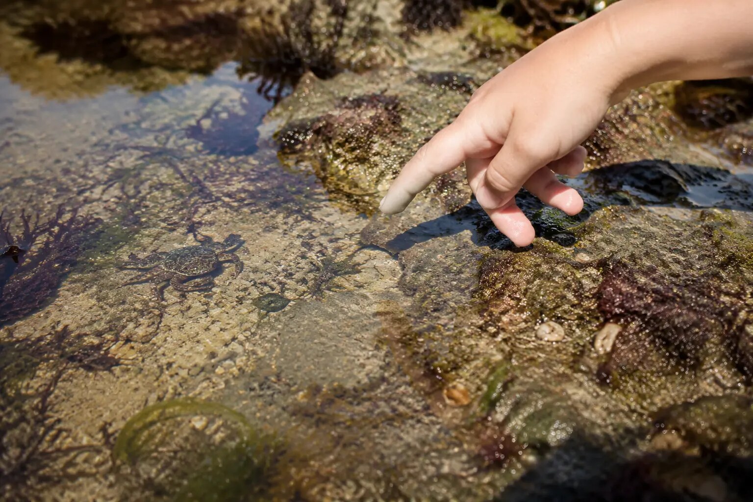 Child carefully observing a shore crab in a North Cornwall rock pool