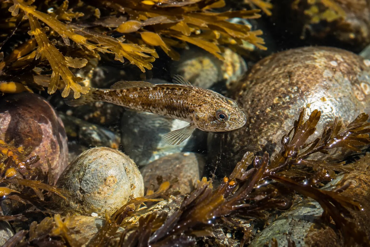 Small fish sheltering among seaweed and stones in a Cornish rock pool