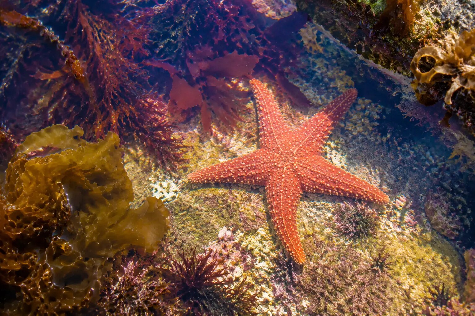 Starfish underwater in a clear rock pool on the North Cornwall coast